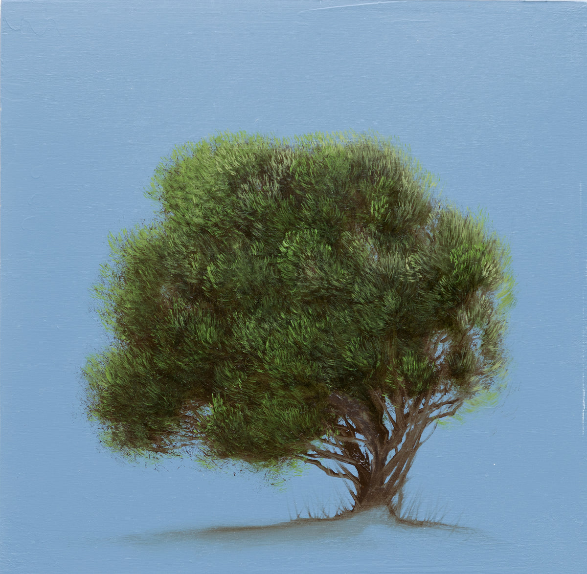 Cedar at Dusk II