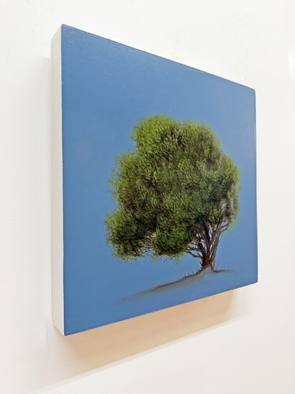 Cedar at Dusk II