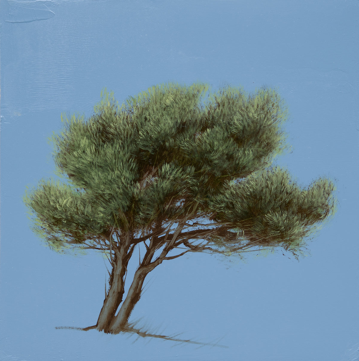 Cedar at Dusk I