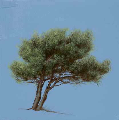 Cedar at Dusk I