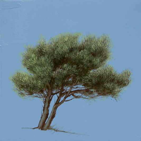 Cedar at Dusk I