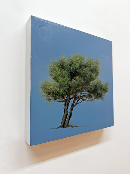 Cedar at Dusk I