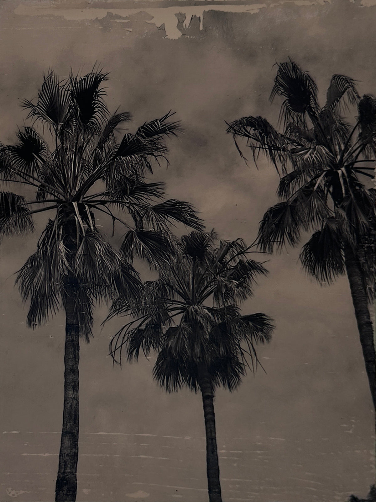 California Palms