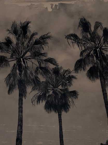 California Palms
