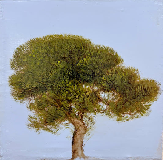 Coastal Cyrpess II