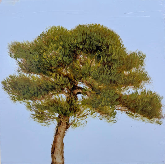 Coastal Cyrpess I